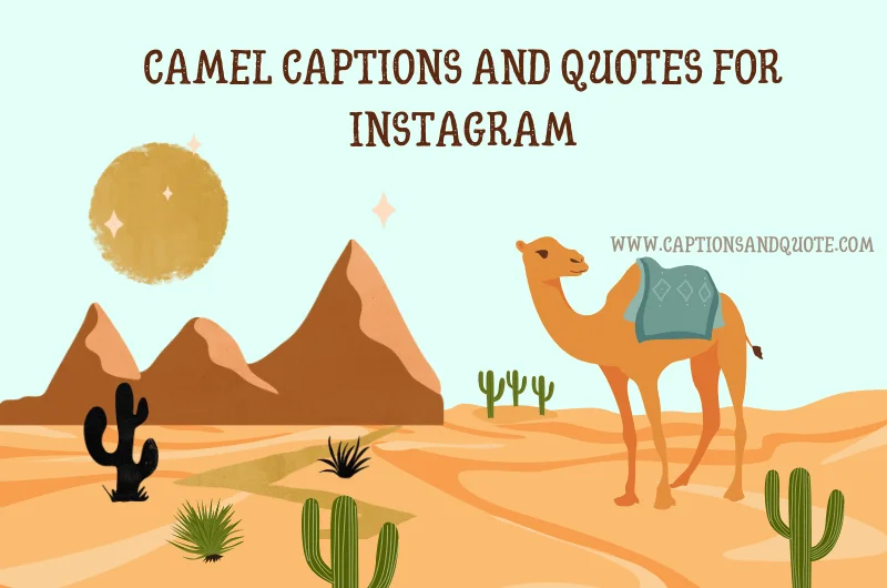 Camel Captions And Quotes For Instagram