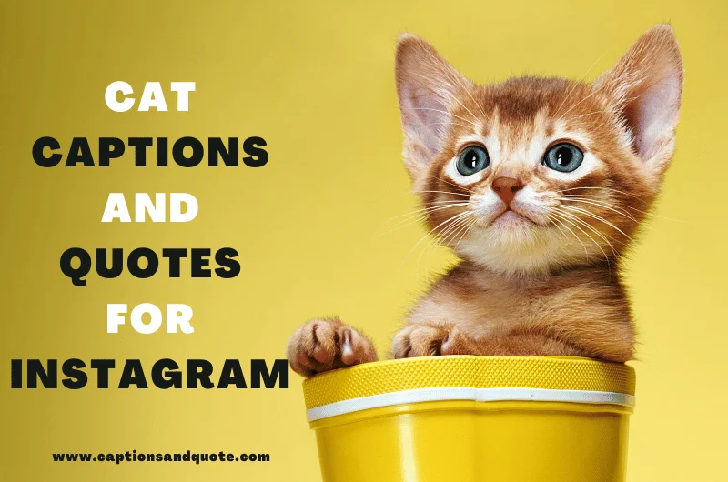Cat Captions and Quotes For Instagram