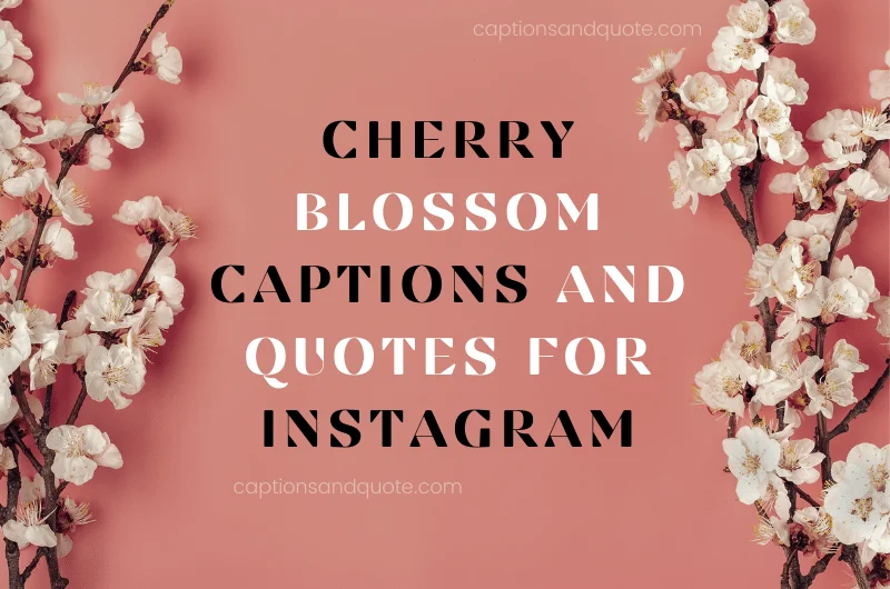 Cherry Blossom Captions and Quotes For Instagram