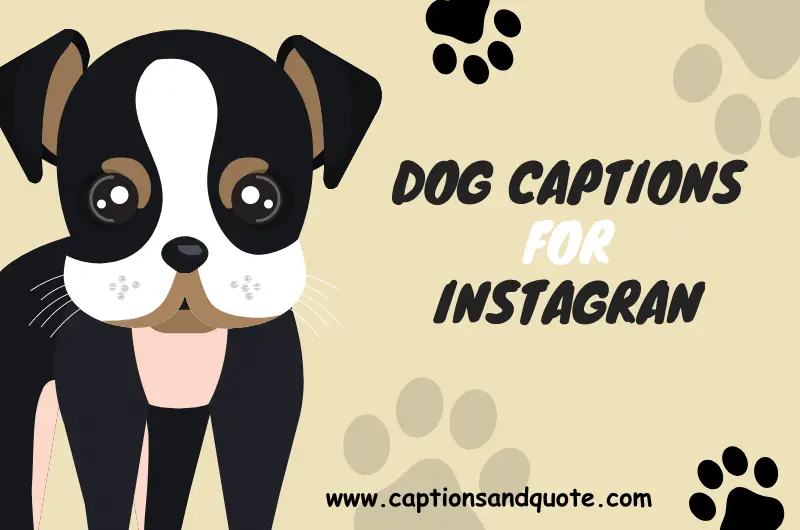 Dog Captions For Instagran