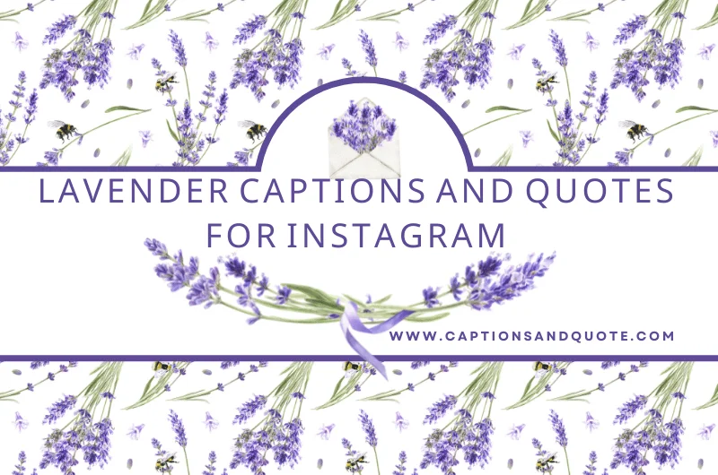 Lavender Captions and Quotes for Instagram
