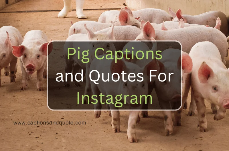 Pig Captions and Quotes For Instagram