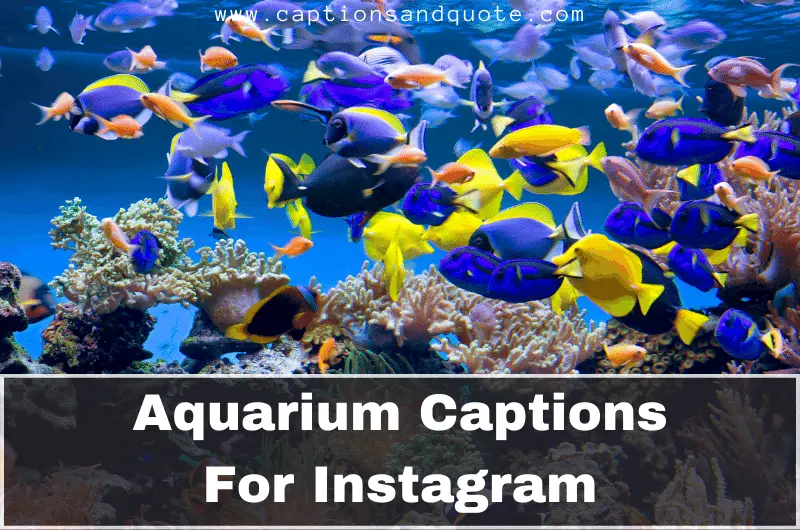Aquarium Captions For Instagram