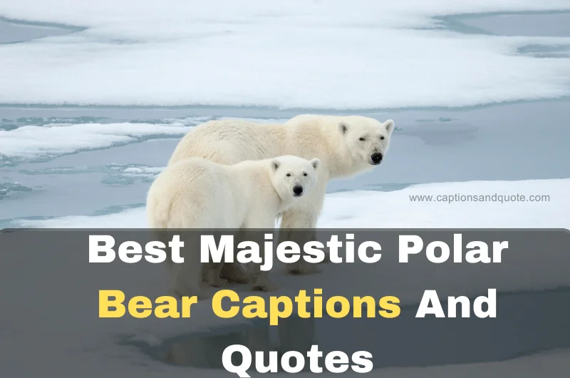 Best Majestic Polar Bear Captions And Quotes