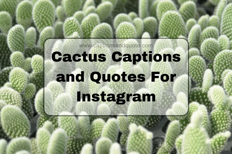 Cactus Captions and Quotes For Instagram