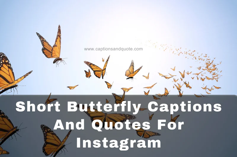 Short Butterfly Captions And Quotes For Instagram