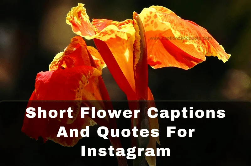 Short Flower Captions And Quotes For Instagram