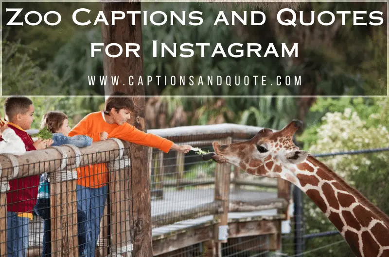 Zoo Captions and Quotes for Instagram