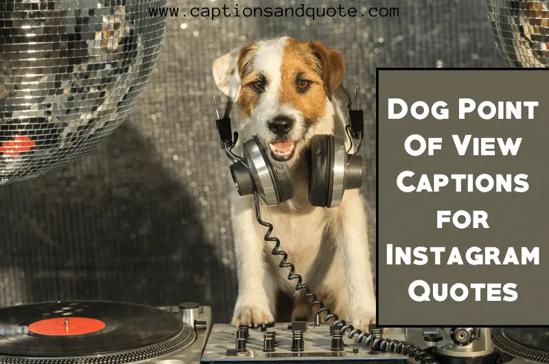 Dog Point Of View Captions for Instagram Quotes