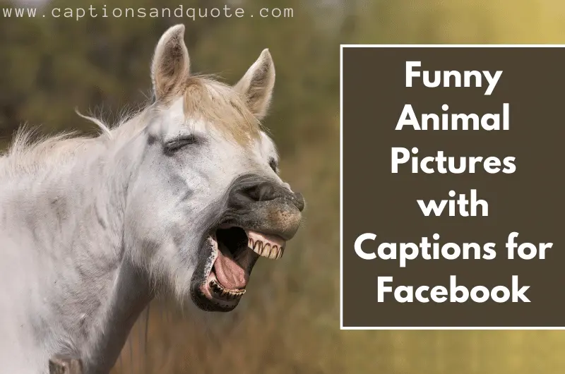 Funny Animal Pictures with Captions for Facebook