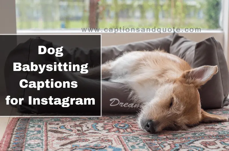 Dog Babysitting Captions for Instagram
