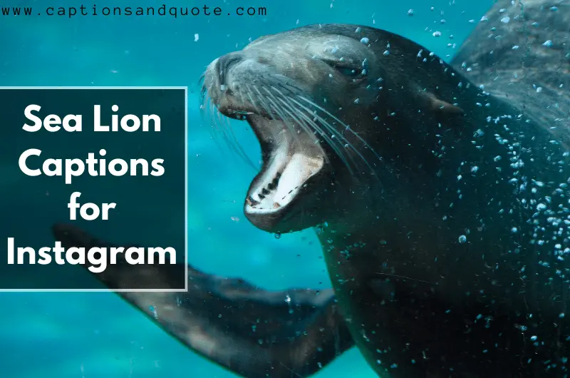 Sea Lion Captions for Instagram