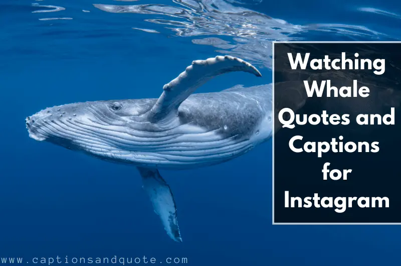 Watching Whale Quotes and Captions for Instagram