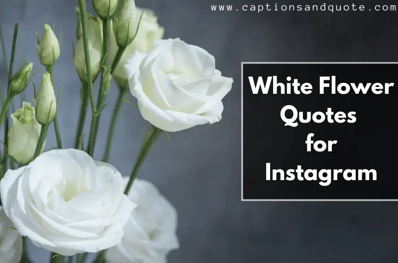 White Flower Quotes for Instagram