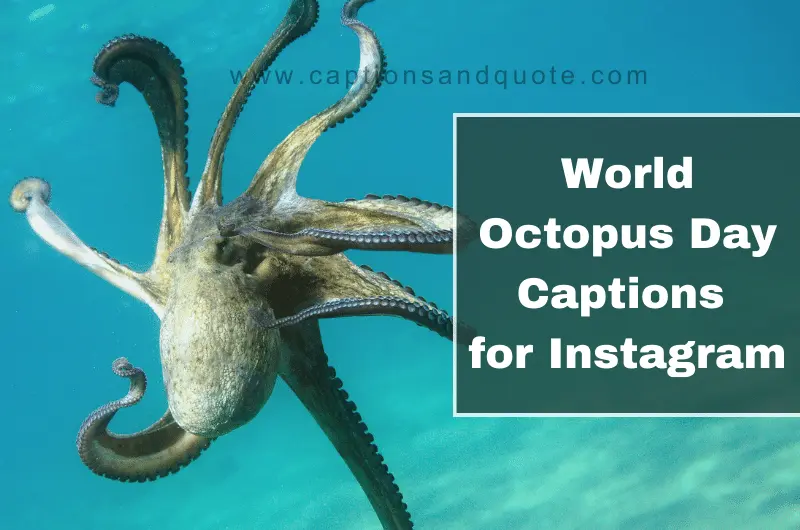 World Octopus Day Captions for Instagram