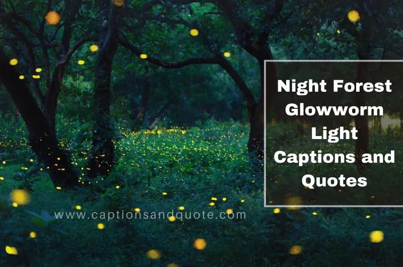 Night Forest Glowworm Light Captions and Quotes