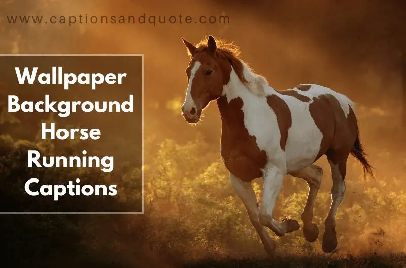 Wallpaper Background Horse Running Captions