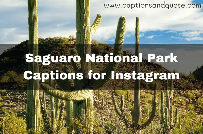 Saguaro National Park Captions for Instagram