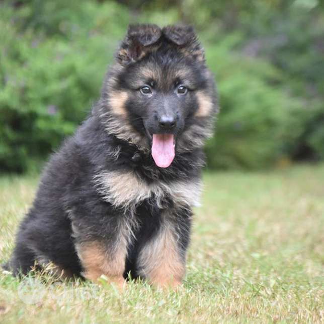 Alsatian dog puppies for sale