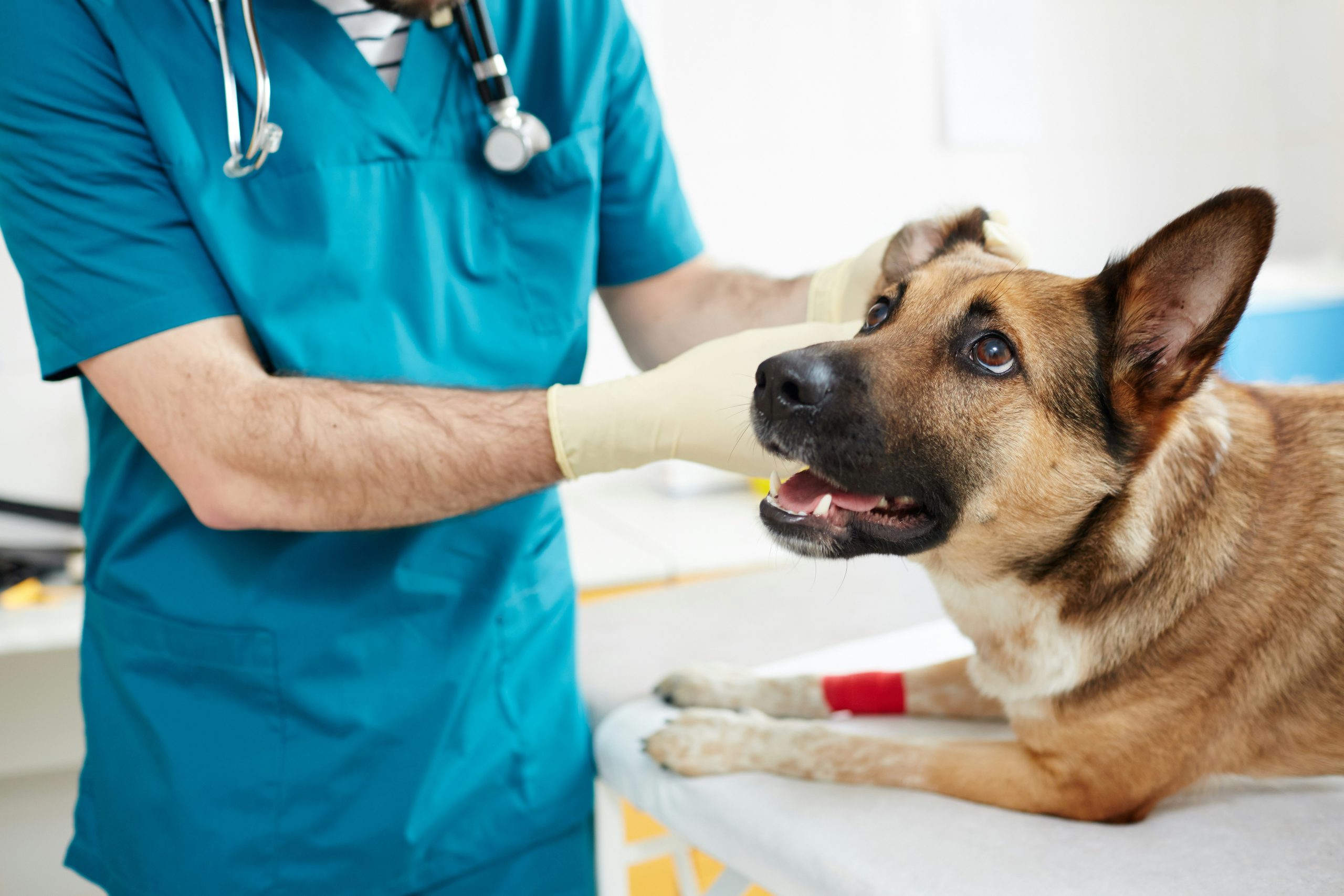 Common Dog Health Issues